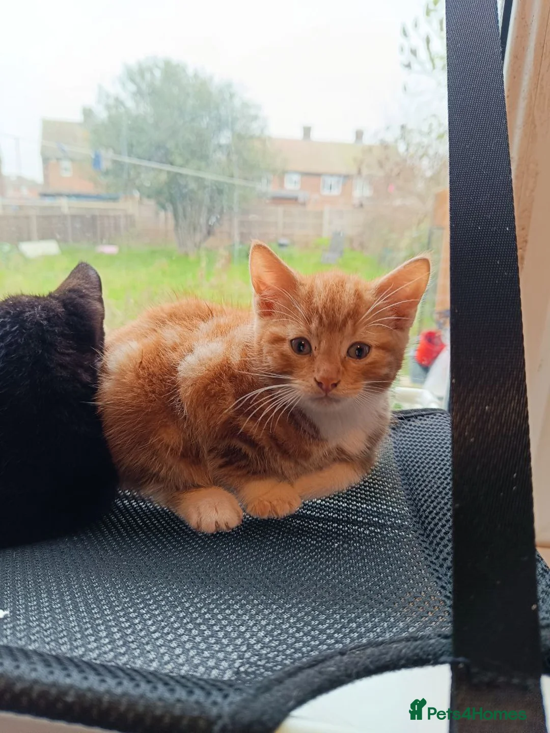 Mixed Breed cats for sale: Adorable Kittens Looking for Loving Homes - Advert 5