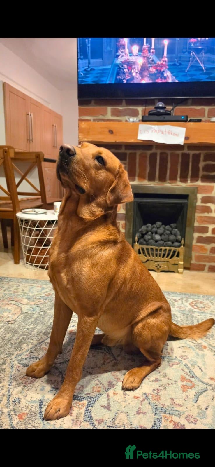 Labrador Retriever dogs Bruce - Advert 18