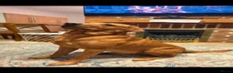 Labrador Retriever dogs for stud: Bruce - Advert 1