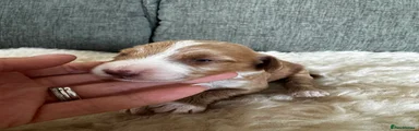 Cockapoo 2