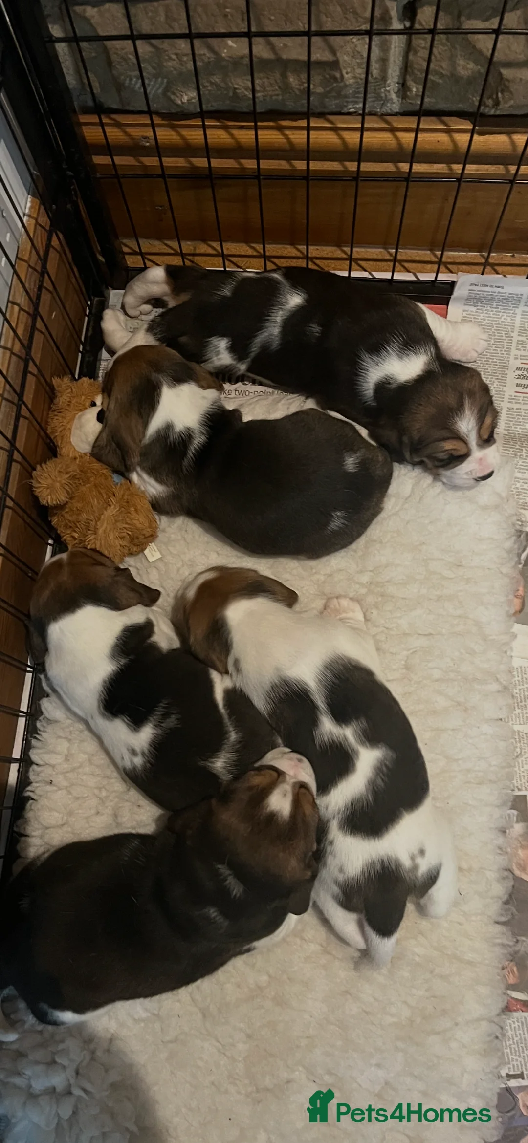 Beagle dogs for sale: Absolutely Stunning Puppies (KC reg) - Advert 6