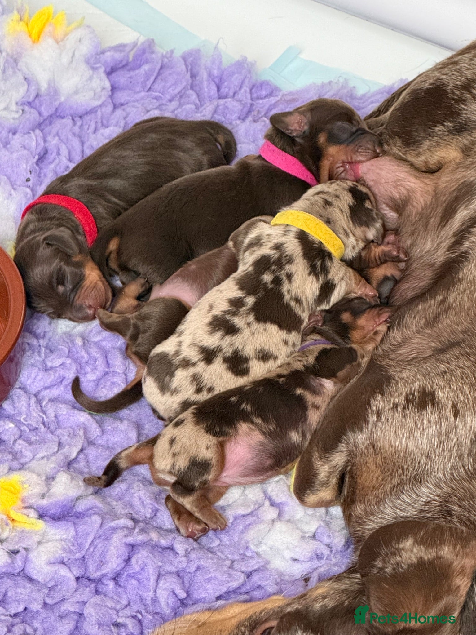 Miniature Dachshund dogs Absolutely stunning miniature dachshunds  - Advert 2
