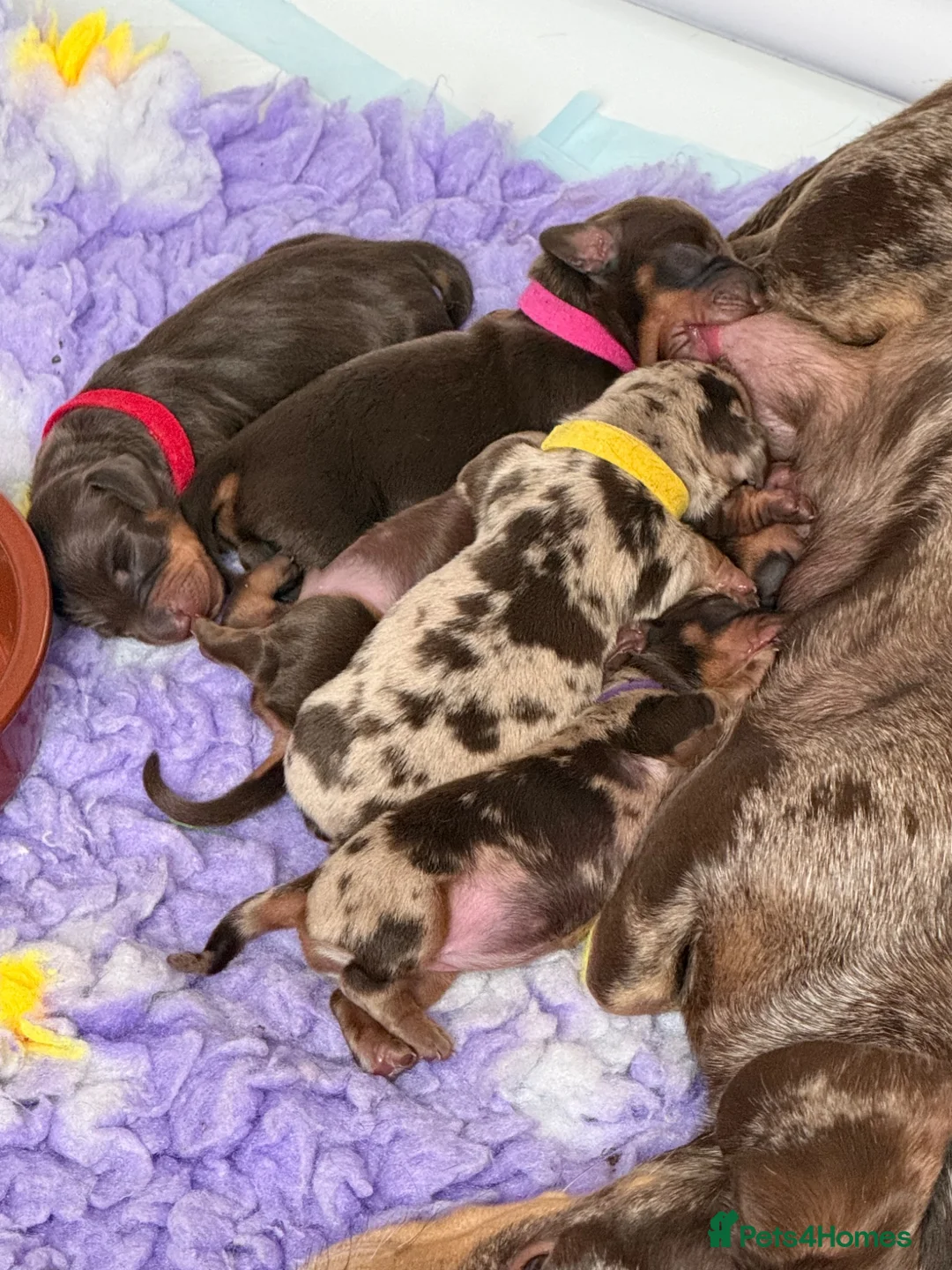 Miniature Dachshund dogs for sale: Absolutely stunning miniature dachshunds  - Advert 2