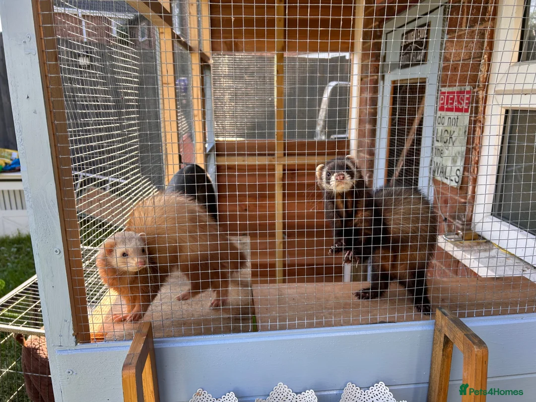 Ferret rodents for sale: 2 female ferrets  in Blackpool - Advert 4