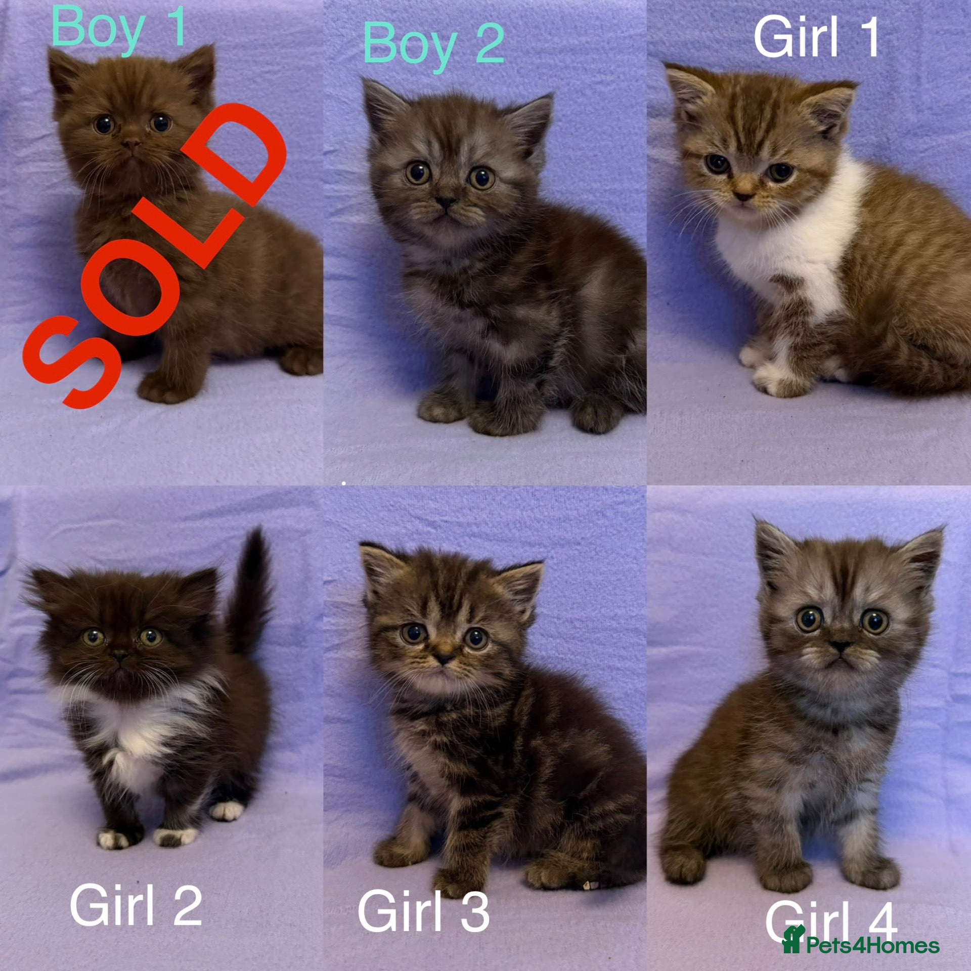 British Shorthair cats Ready to go British shorthair X Exotic Persian 🐾 - Advert 1