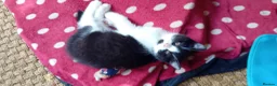 British Shorthair cats for sale: Grand champion sired - Advert 12