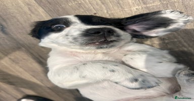 Cocker Spaniel dogs - Advert 12