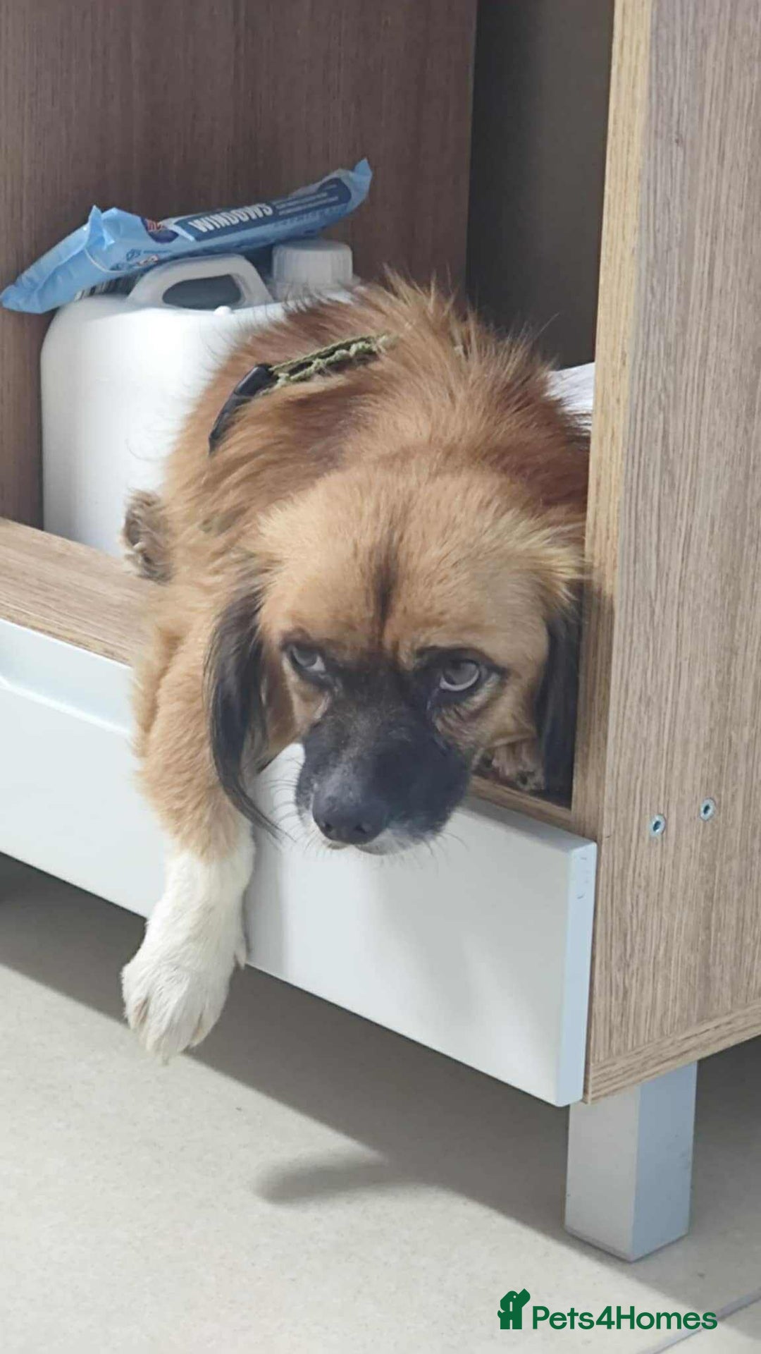 Mixed Breed dogs for adoption: 🐾 Meet Crunchie 🐾 - Advert 5