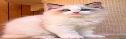 Ragdoll cats for sale: A Gentle Ragdoll Companions Awaits - Advert 10