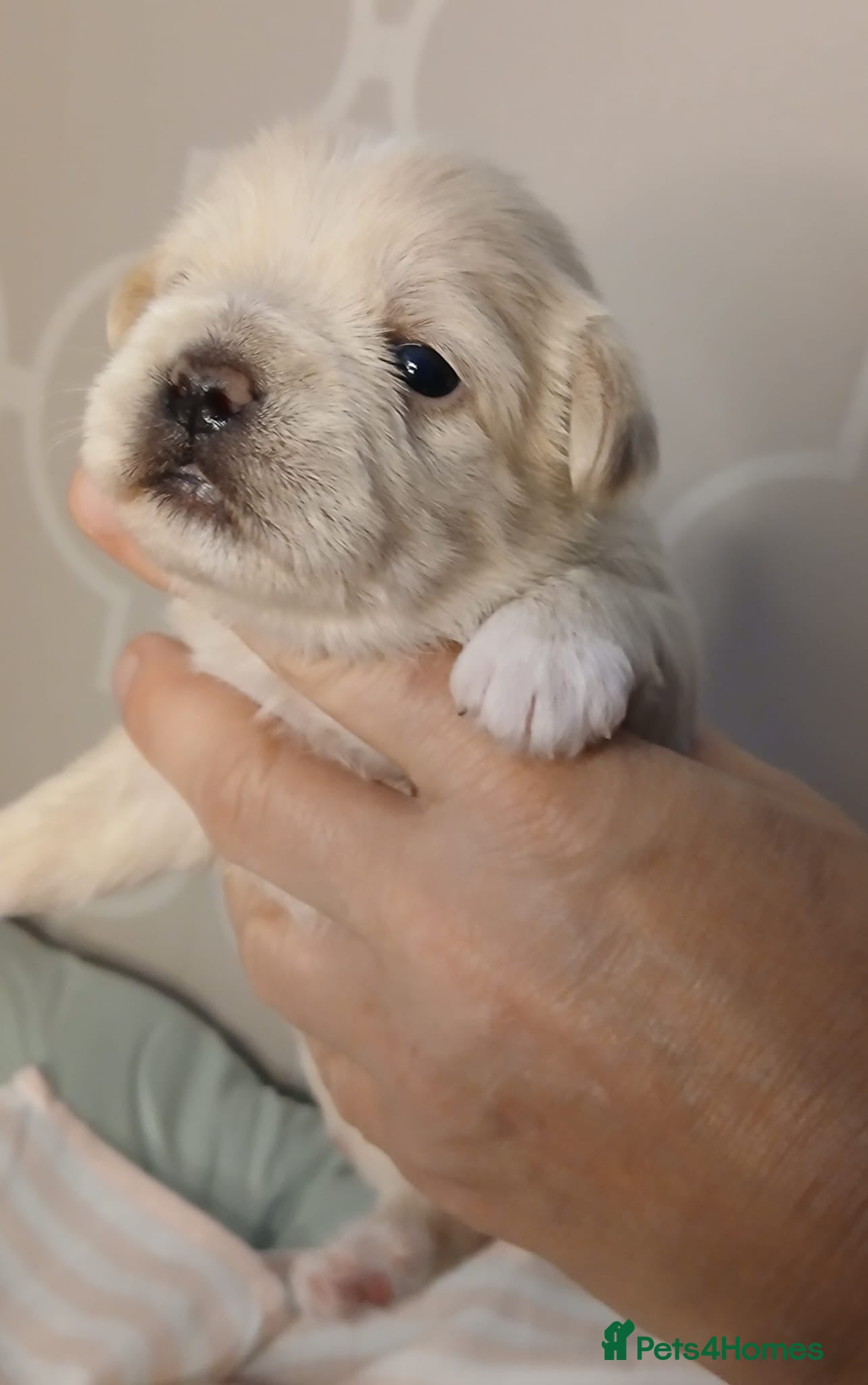 Mixed Breed dogs Luxury MauxiePoos This is CUTE OVERLOAD  - Advert 2