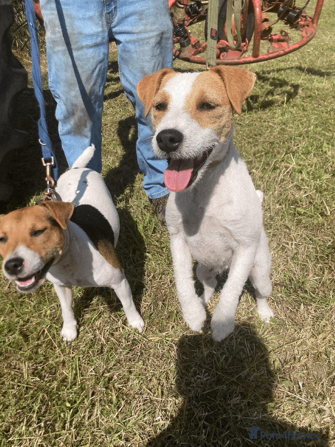 Parson Russell dogs for sale: 2 Female Parsons Jack Russell Terriers 17 months  - Image 3