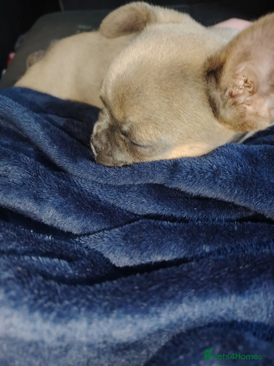 French Bulldog dogs for sale: French bulldog  - Advert 4