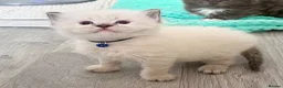 Ragdoll cats for sale: Beautiful TICA Registered Ragdoll Kittens - Advert 2