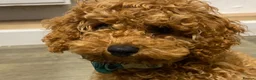 Toy Poodle dogs for sale: Female toy poodle puppy in Bishop Auckland - Advert 2