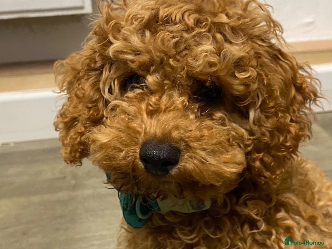Toy Poodle dogs for sale: Female toy poodle puppy in Bishop Auckland - Advert 2