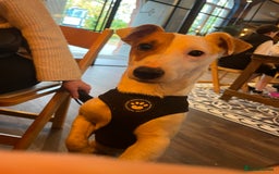 Jack Russell dogs for stud: Beautiful Jack Russell for Stud  - Image 13