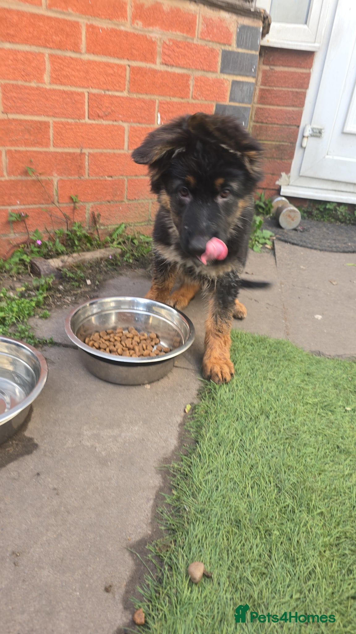 German Shepherd dogs for sale: Last GIRL LEFT!Long haired German Shepherd - Advert 3