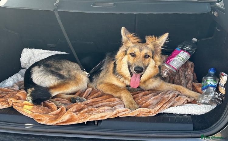 German Shepherd dogs - Advert 6