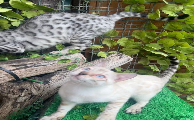 Bengal cats - Advert 2