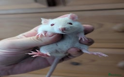 Rat rodents for sale: Dwarf & standard rats  - Image 6
