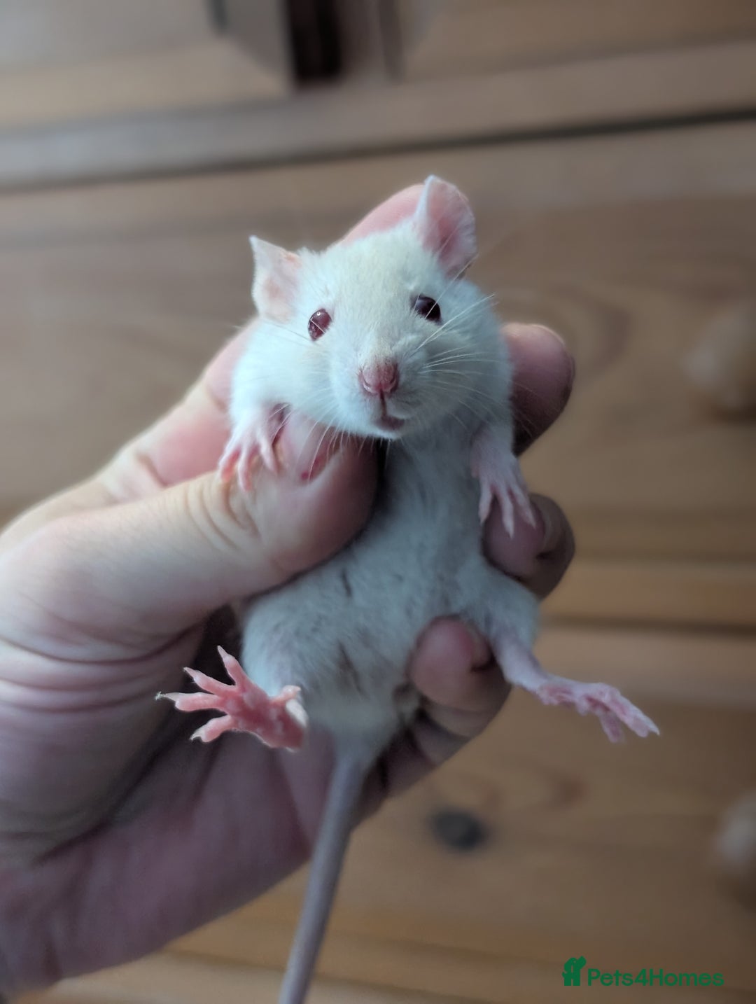 Rat rodents for sale: Dwarf & standard rats  - Image 6