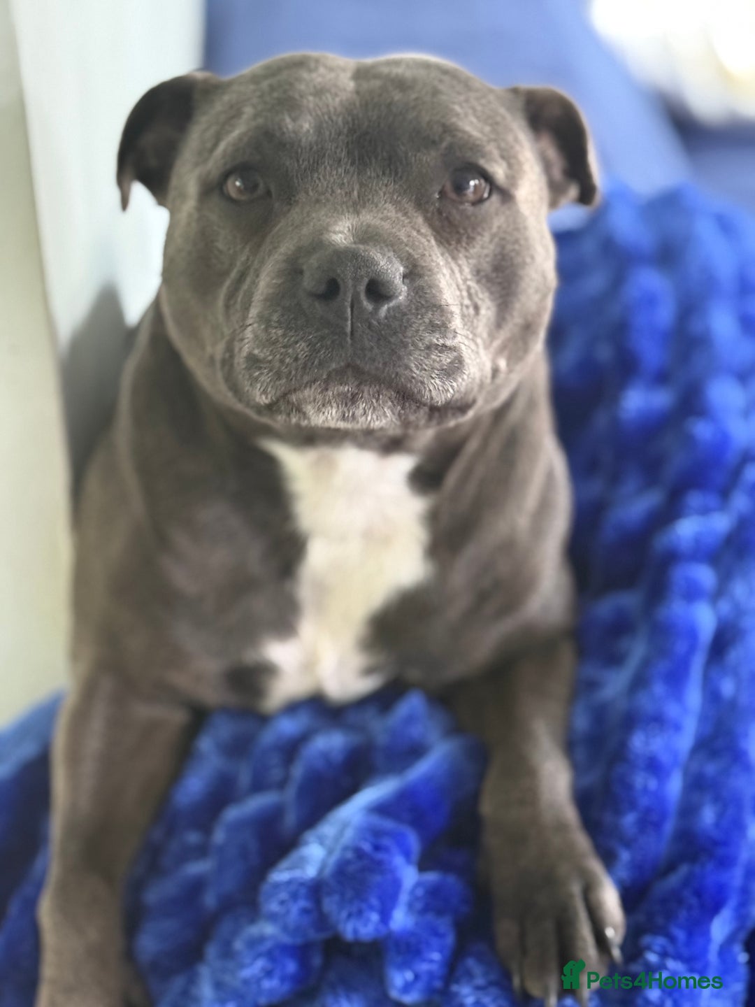 Staffordshire Bull Terrier dogs for sale: Exceptional blue staffies - Advert 2
