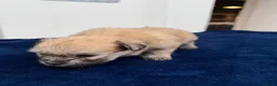Maltipom dogs for sale: Multipom mojos for sale - Advert 22