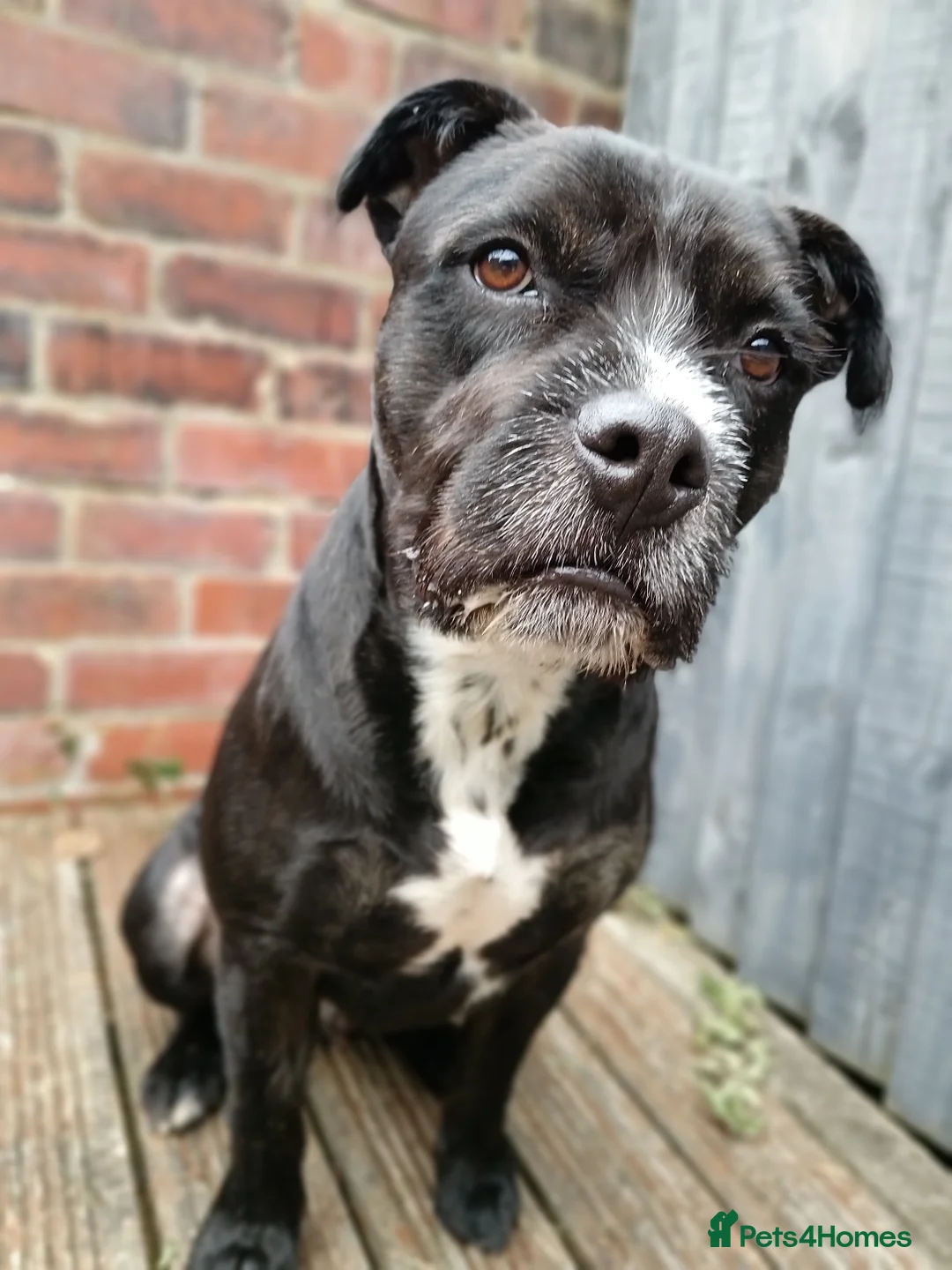 Mixed Breed dogs for sale: Meet Teddy devastated to have to rehome - Advert 5