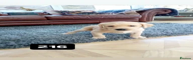 Labrador Retriever Puppy 3