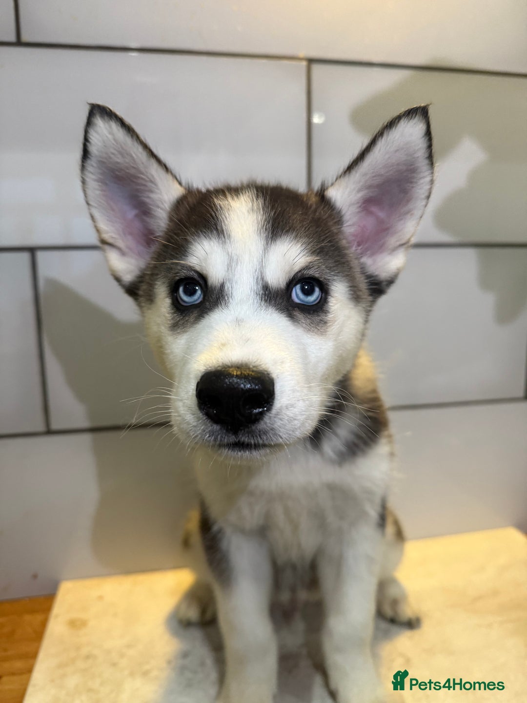 Siberian Husky dogs for sale: Husky Puppies 🩵🩷 - Advert 24