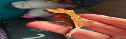 Gecko reptiles for sale: Baby gargoyle geckos and baby cresties lilys etx - Advert 31