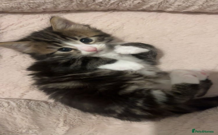 British Longhair cats - Advert 1