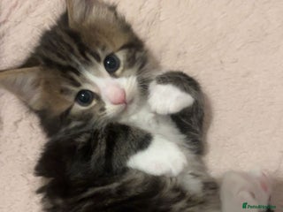 British Longhair cats - Advert 2