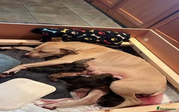 Mixed Breed dogs for sale: Mastiff hybrid - Advert 8