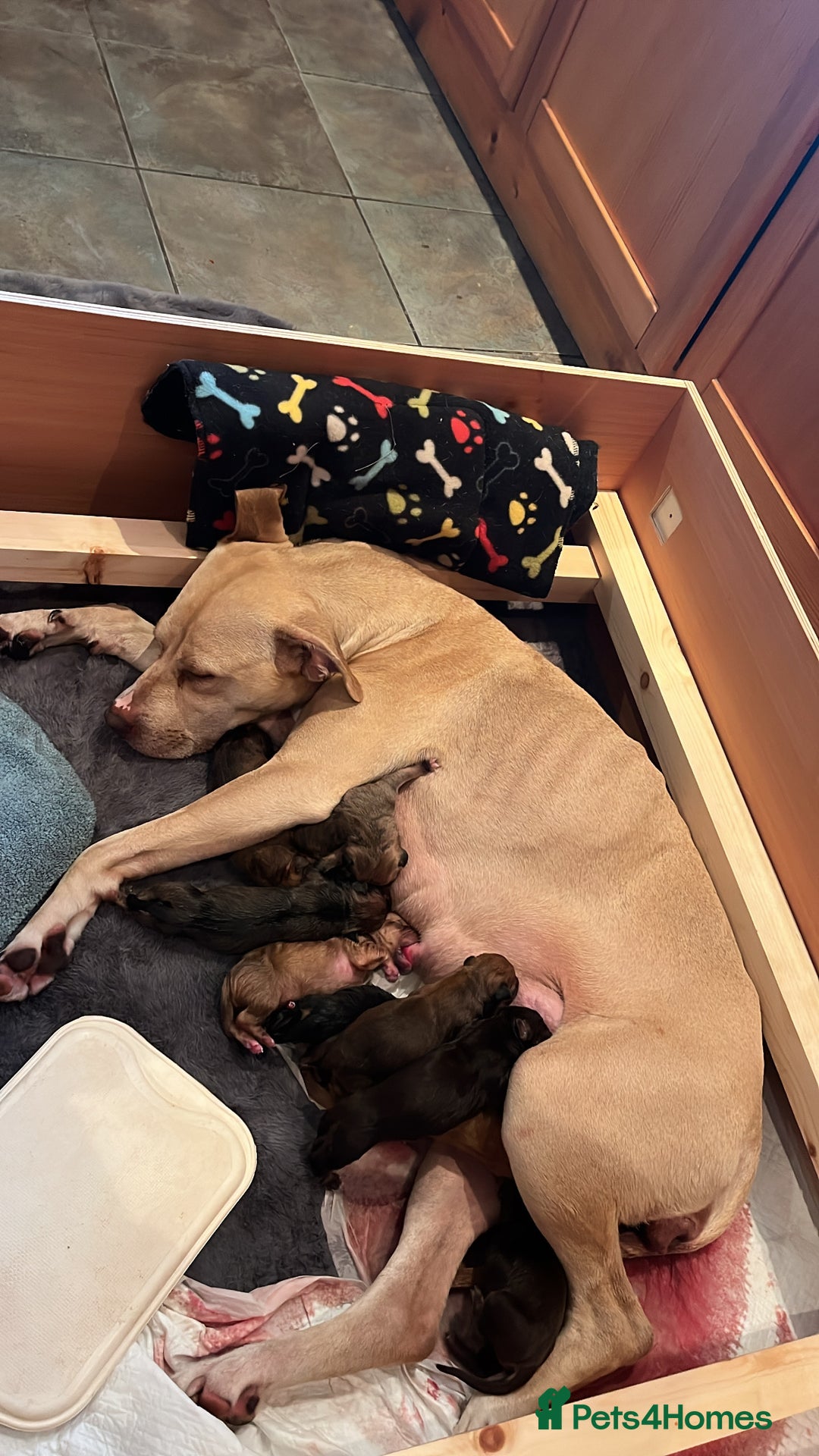 Mixed Breed dogs for sale: Mastiff hybrid - Advert 8