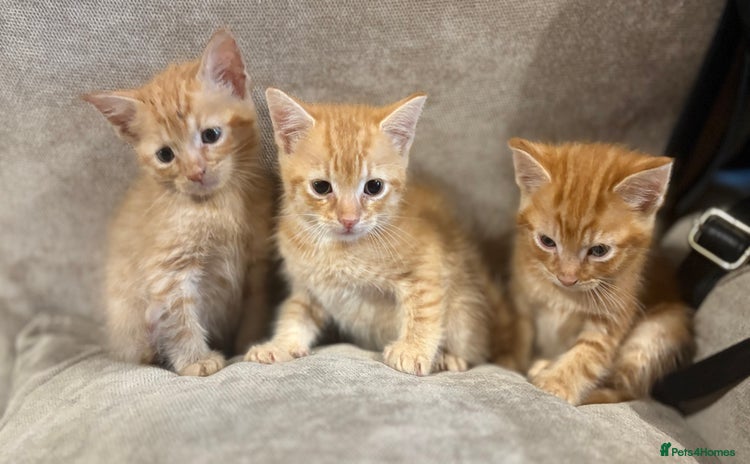Mixed Breed cats - Advert 8