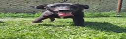 Mixed Breed dogs for adoption: Violet for adoption in Chelmsford - Advert 6