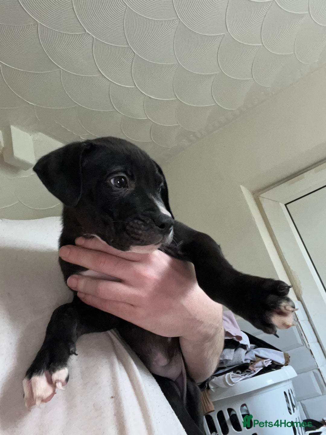 American Bull Staffy dogs for sale: 2 Female American bull x staff puppies left - Image 14