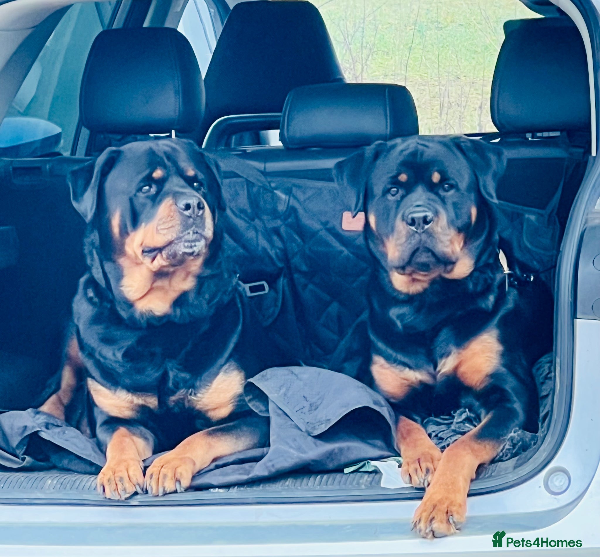 Rottweiler dogs Stunning KC Registered Rottweiler puppies  - Advert 4