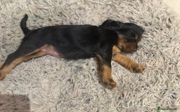 Cocker Spaniel dogs for sale: Working cocker spaniels  - Image 9