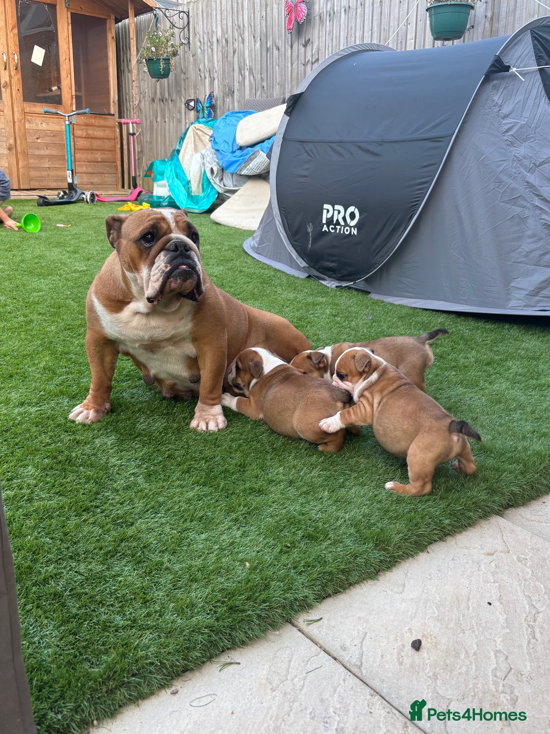 English Bulldog dogs for sale: English bulldog puppies  - Image 6
