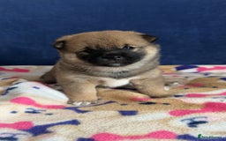 Japanese Shiba Inu dogs for sale: Japanese Shiba Inu  - Image 5