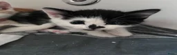 Mixed Breed cats for sale: Kittens for sale  - Advert 3