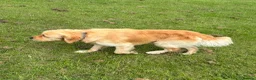 Golden Retriever dogs for sale: Buddy - Golden Retriever Seeking Forever Home in Ossett - Advert 6