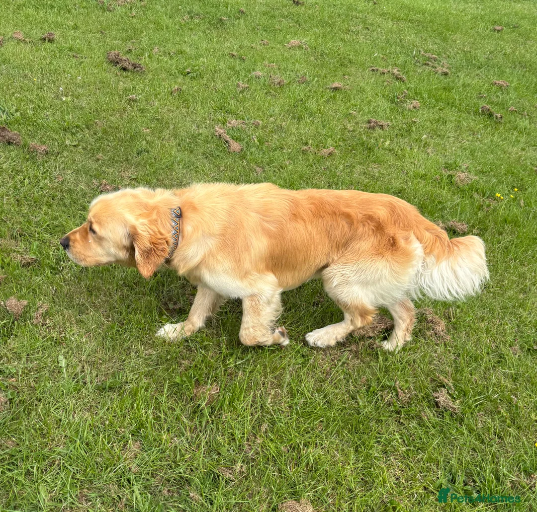 Golden Retriever dogs for sale: Buddy - Golden Retriever Seeking Forever Home in Ossett - Advert 6