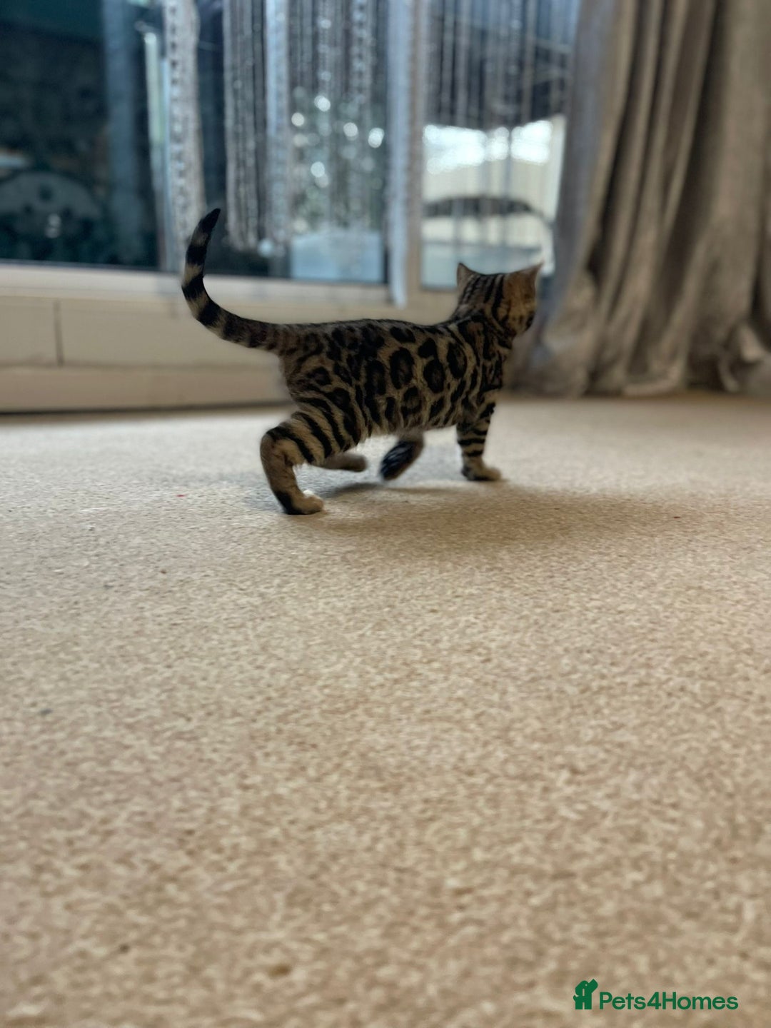 Bengal cats for sale: 5 Outstanding bengal kittens ready for a family  - Advert 20