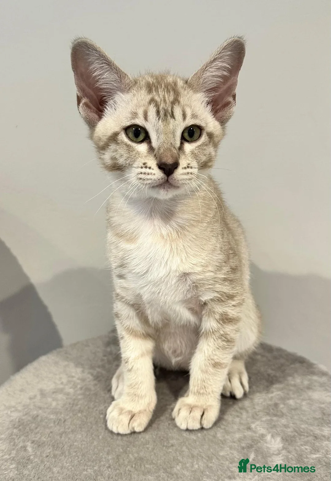 Tonkinese cats for sale: Gorgeous Pedigree Tonkinese Kittens - Advert 8