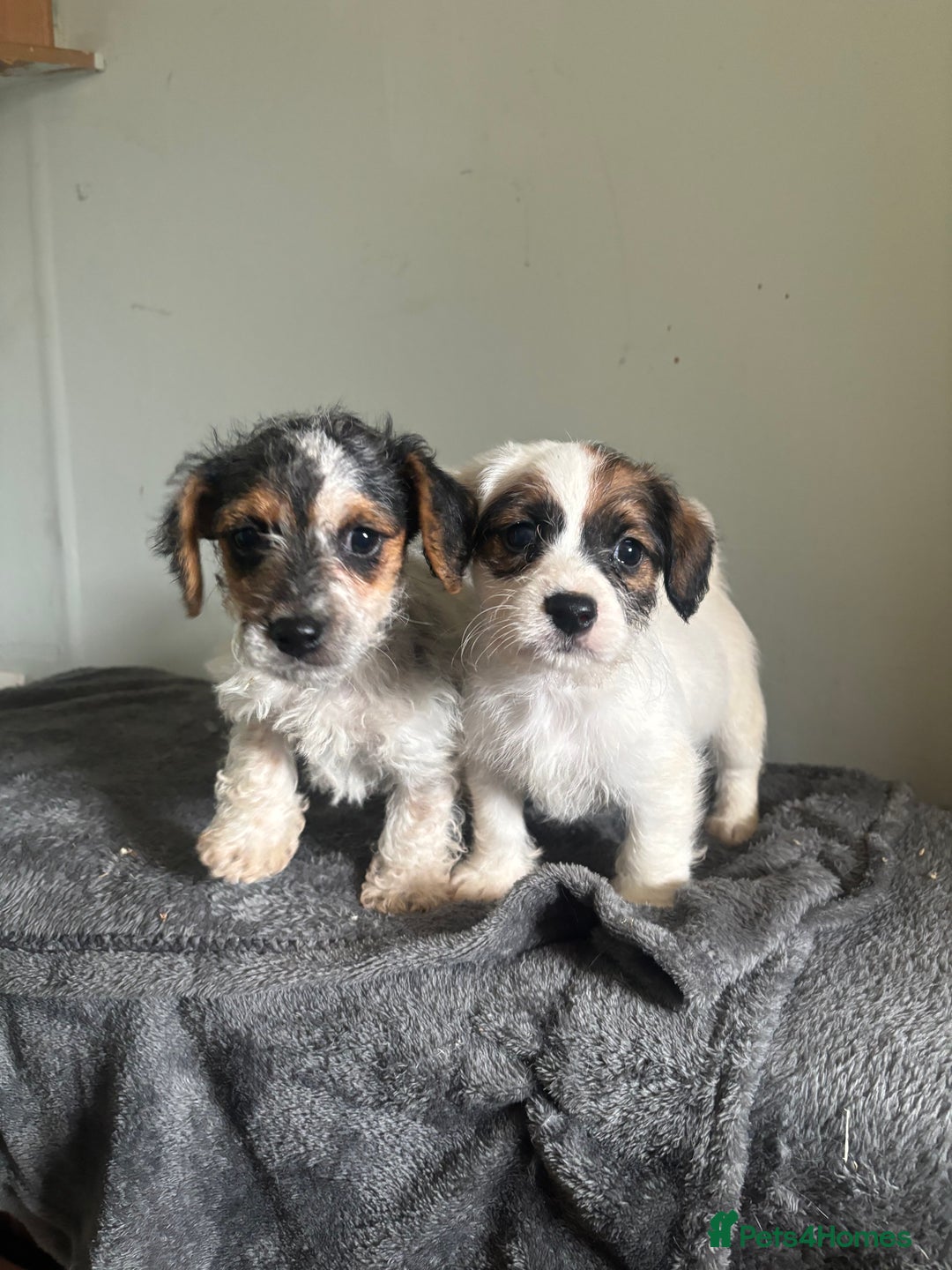 Jack Russell dogs for sale: Jack Russell puppy’s  - Image 1