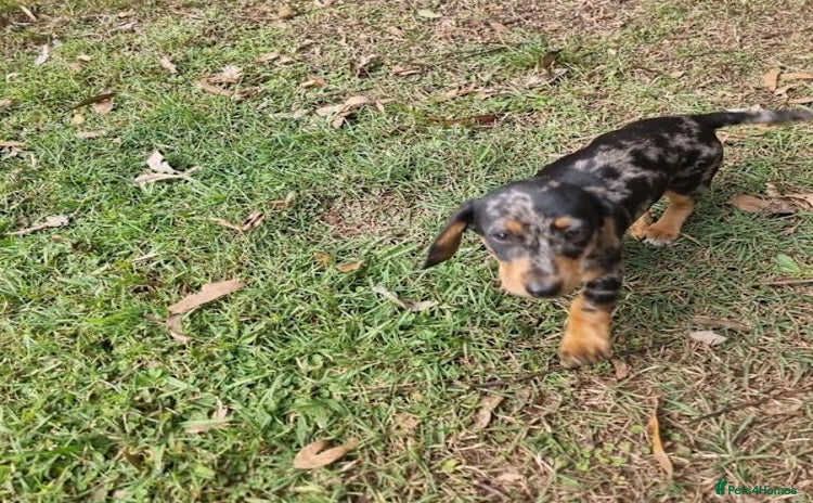 Miniature Dachshund dogs - Advert 14
