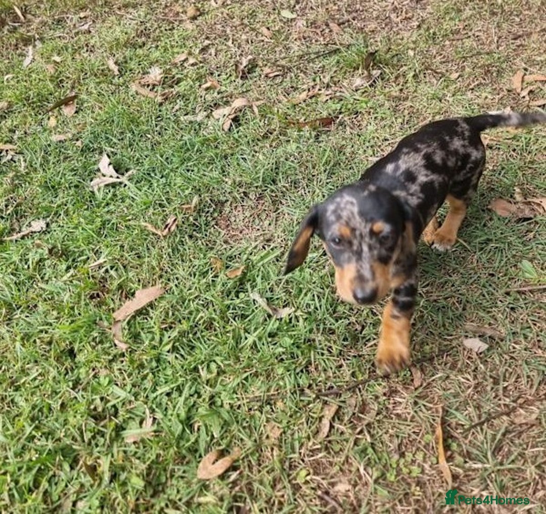 Miniature Dachshund dogs for sale: Amazing purebred mini Dachshunds smoothhair - Image 1